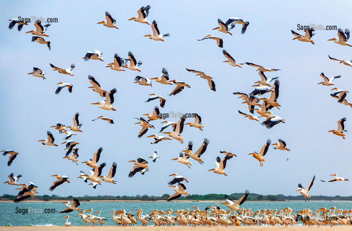 COLONIES DE PELICANS SUR LA LANGUE DE BARBARIE, PARC NATIONAL DE LA REGION DE SAINT-LOUIS-DU-SENEGAL, SENEGAL, AFRIQUE DE L'OUEST 