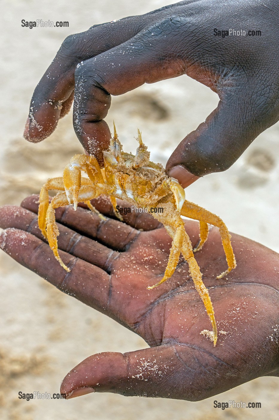 CRABE JAUNE SUR LA LANGUE DE BARBARIE, REGION DE SAINT-LOUIS-DU-SENEGAL, SENEGAL, AFRIQUE DE L'OUEST 