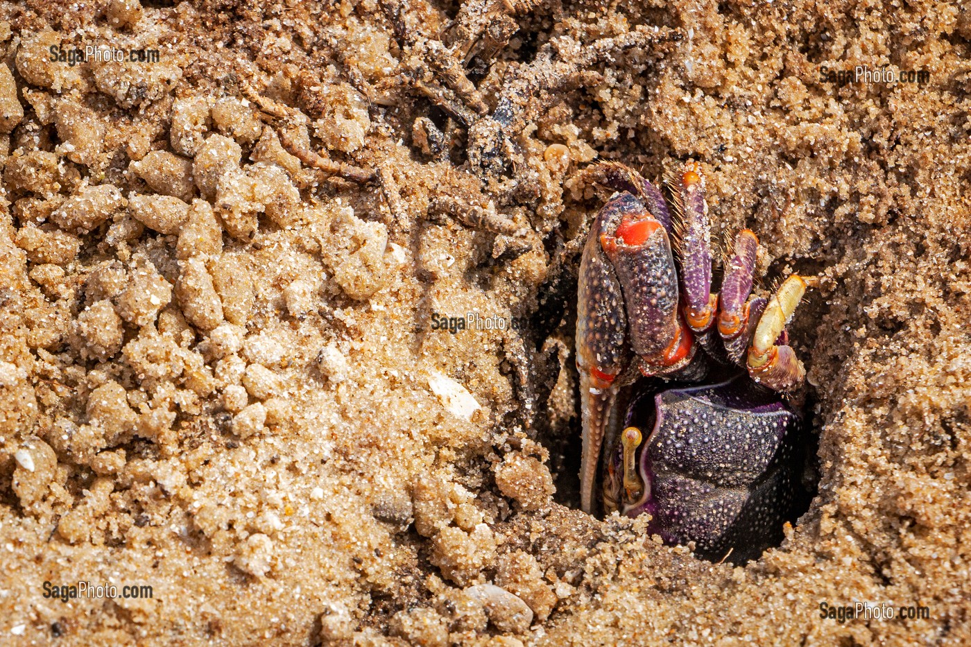 CRABES VIOLETS SUR LA LANGUE DE BARBARIE, REGION DE SAINT-LOUIS-DU-SENEGAL, SENEGAL, AFRIQUE DE L'OUEST 