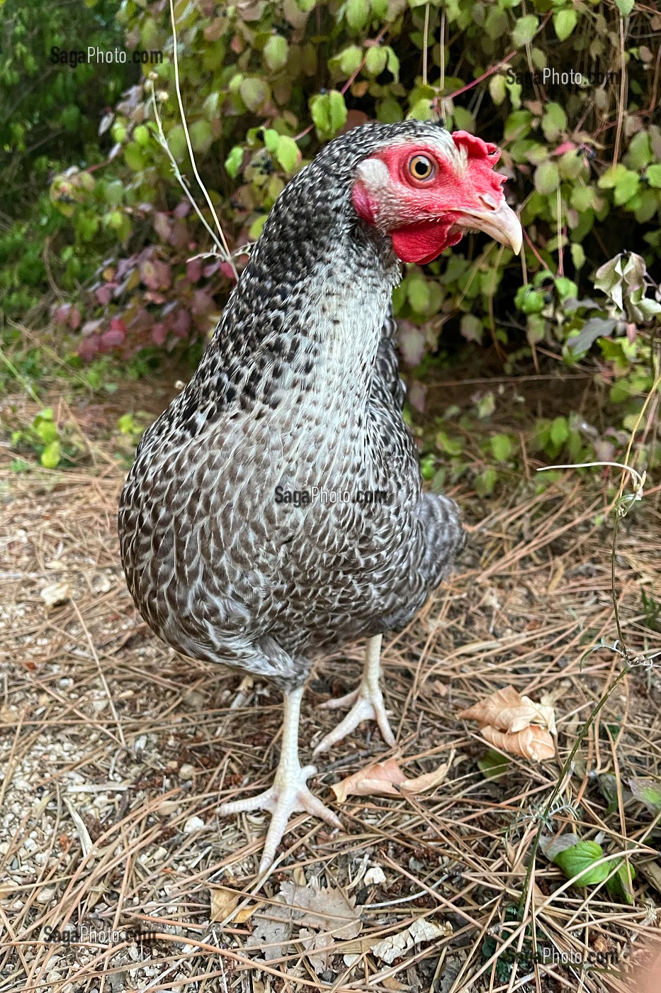 POULE GRISE CURIEUSE 