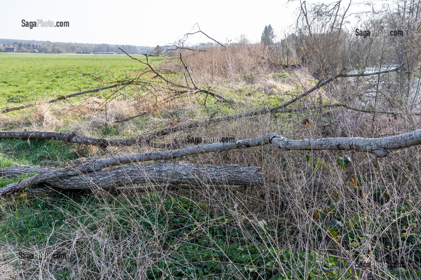 ARBRES COUCHES AU BORD DE LA RIVIERE, BERGES NON ENTRETENUES A LA CHARGE DES RIVERAINS, NEAUFLES-AUVERGNY, 1EURE, NORMANDIE, FRANCE 