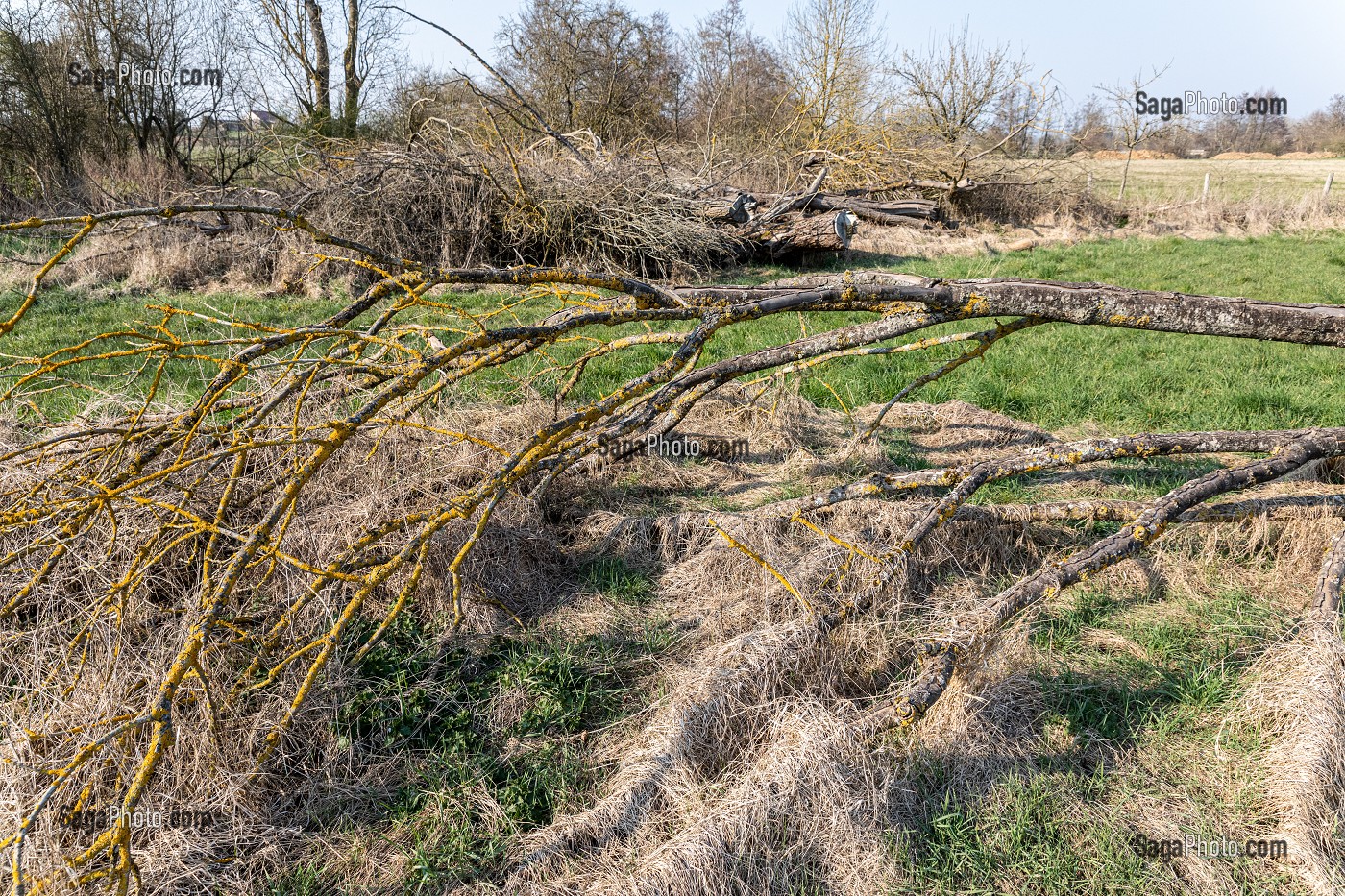 ARBRES COUCHES AU BORD DE LA RIVIERE, BERGES NON ENTRETENUES A LA CHARGE DES RIVERAINS, NEAUFLES-AUVERGNY, 1EURE, NORMANDIE, FRANCE 