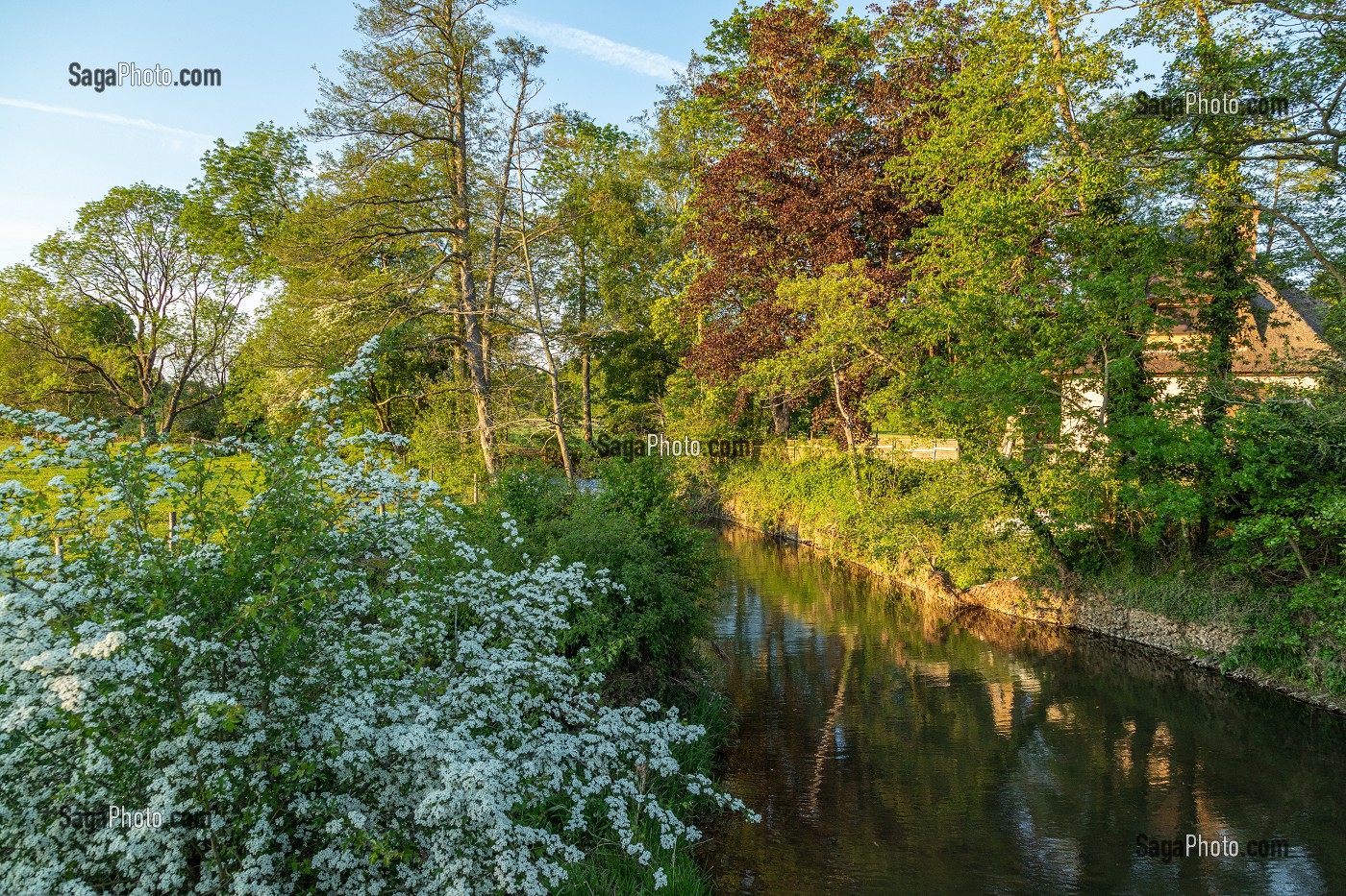 BORDS DE LA RIVIERE LUMIERE DU SOIR, NEAUFLES-AUVERGNY, VALLEE DE LA RISLE, EURE, NORMANDIE, FRANCE 