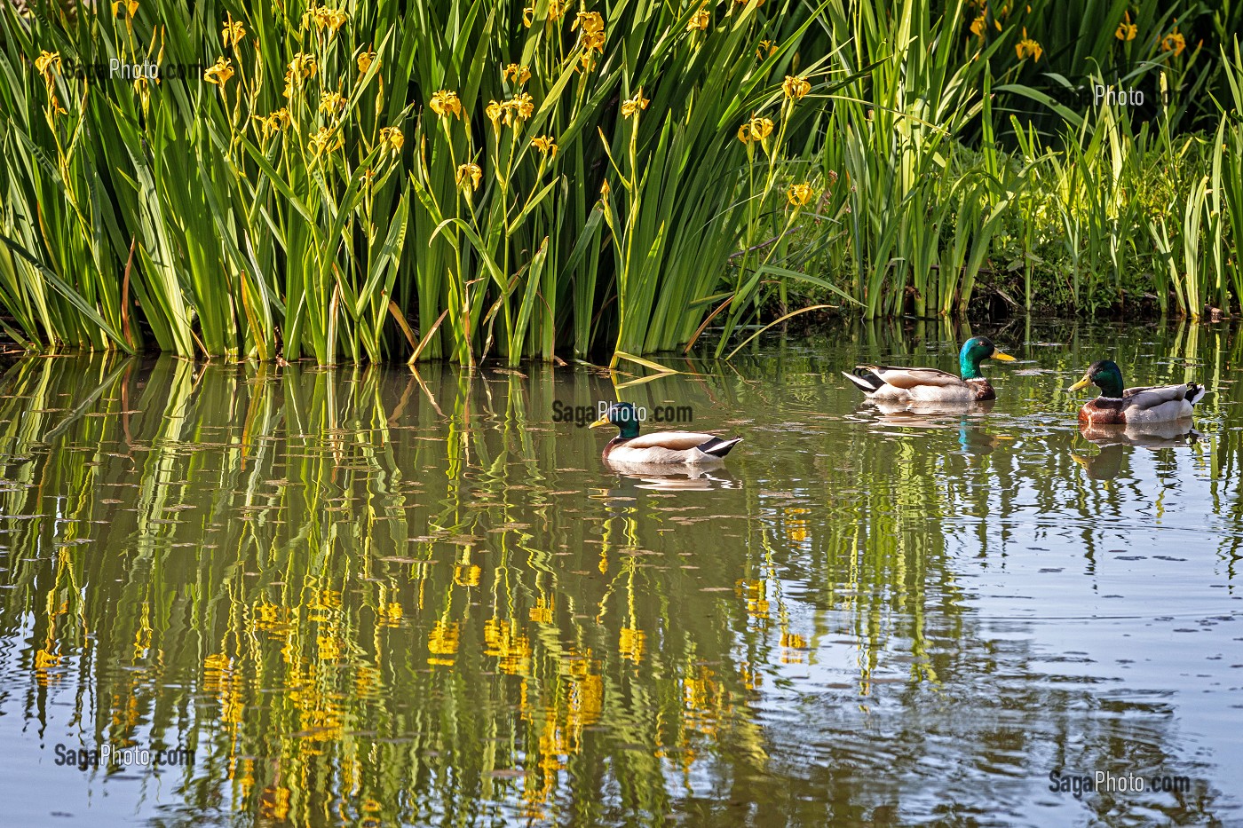 CANARDS SAUVAGES COLVERTS, ETANG DE LA GUEROULDE, BRETEUIL-SUR-ITON, VALLEE DE L'ITON, EURE, NORMANDIE, FRANCE 