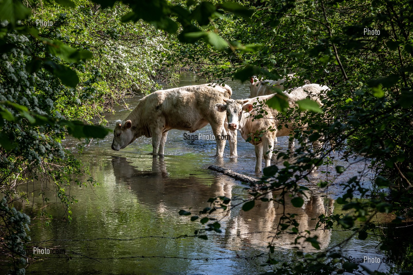 TROUPEAU DE VACHES DANS LE LIT DE LA RIVIERE POUR BOIRE, BOURTH, VALLEE DE L'ITON, EURE, NORMANDIE, FRANCE 