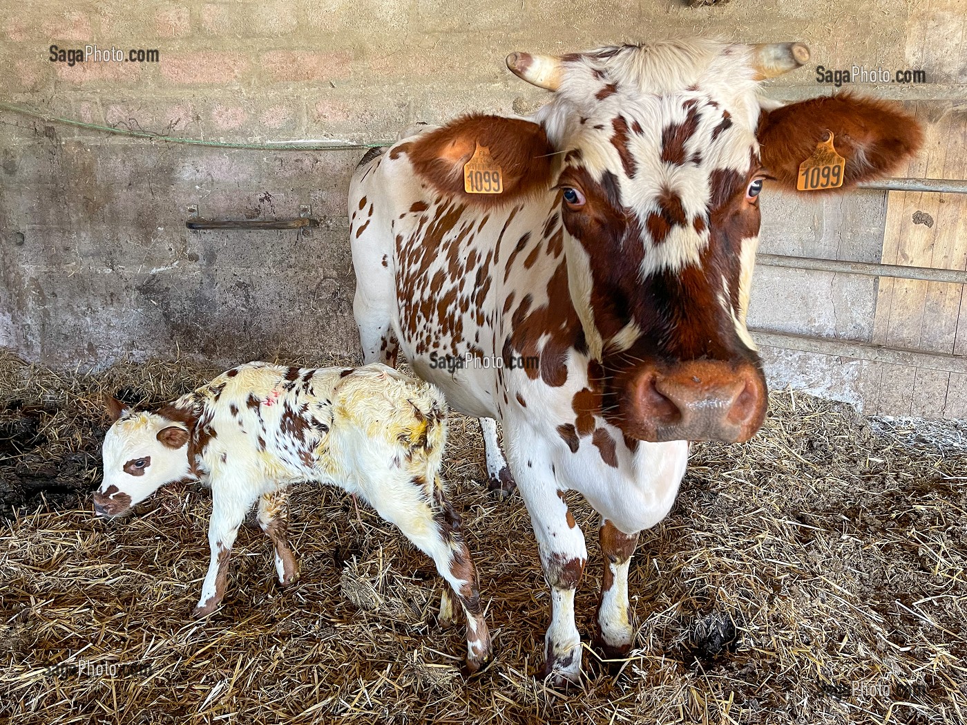 VACHES NORMANDES AVEC SON VEAU A SA NAISSANCE DANS LA STABULE DE L'EXPLOITANT AGRICOLE, SAINT-LO, MANCHE, NORMANDIE, FRANCE 