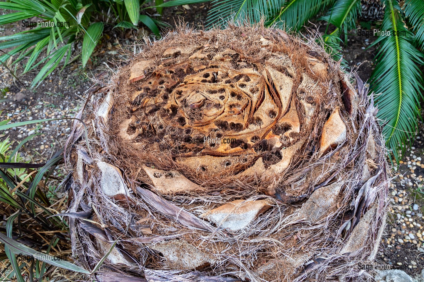 PALMIER ATTAQUE PAR LE CHARANCON ROUGE QUI CREUSE DES GALERIES DANS SON TRONC ET QUI CAUSE LA MORT DE L'ARBRE EN QUELQUES ANNEES, PARC AURELIEN, FREJUS, VAR, FRANCE 