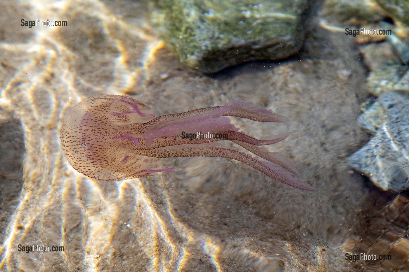 MEDUSE PELAGIQUE OU PIQUEUR-MAUVE QUI PROVOQUE DES DOULEURS AIGUES SUR LA PEAU, CAP ESTEREL, SAINT-RAPHAEL, VAR, FRANCE 