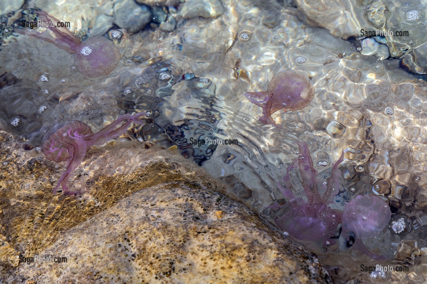 GROUPE DE MEDUSES PELAGIQUES OU PIQUEUR-MAUVE QUI PROVOQUENT DES DOULEURS AIGUES SUR LA PEAU, CAP ESTEREL, SAINT-RAPHAEL, VAR, FRANCE 