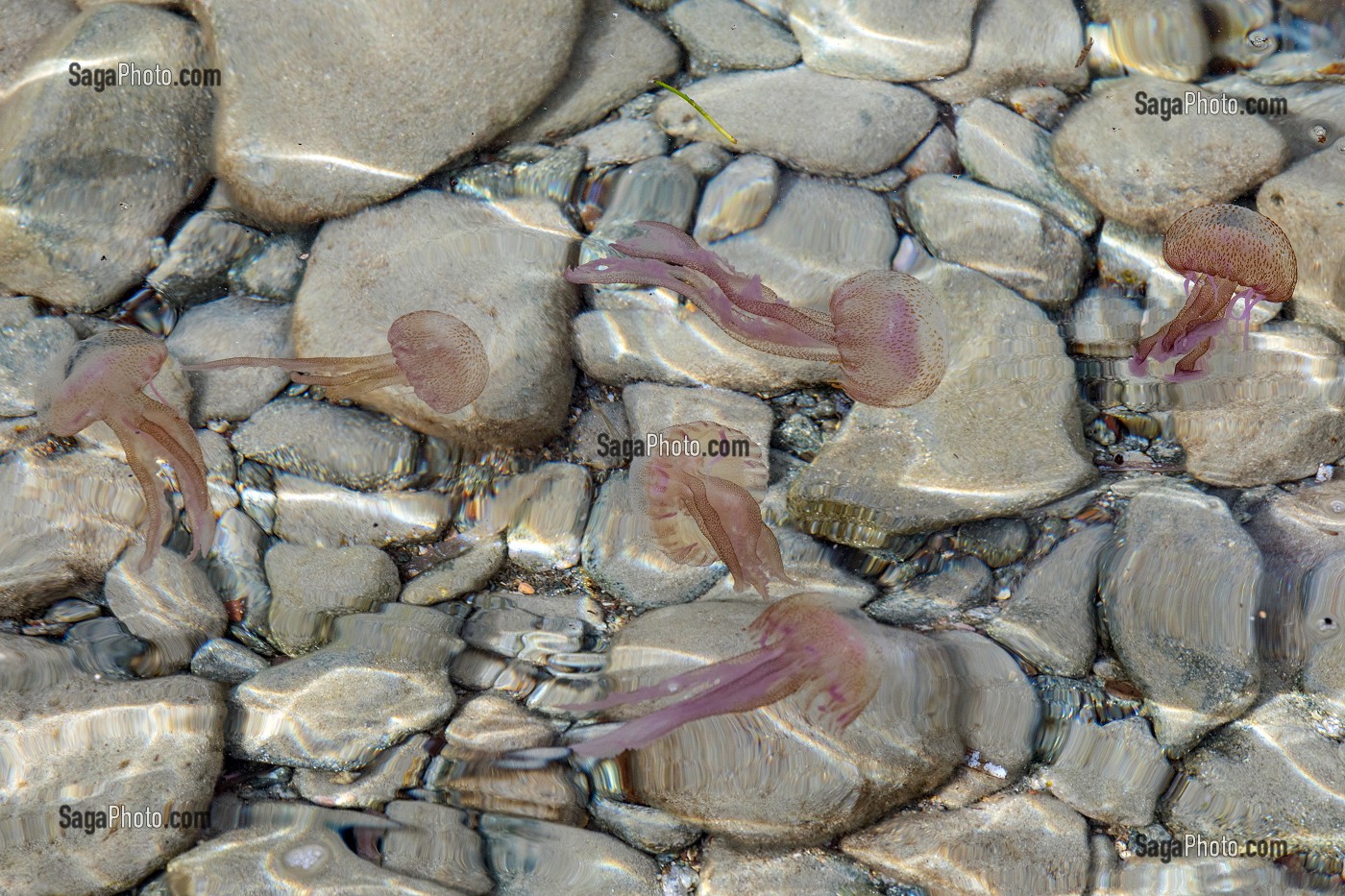 GROUPE DE MEDUSES PELAGIQUES OU PIQUEUR-MAUVE QUI PROVOQUENT DES DOULEURS AIGUES SUR LA PEAU, CAP ESTEREL, SAINT-RAPHAEL, VAR, FRANCE 