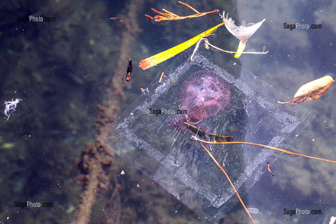 POLLUTION PLASTIQUE ET MEDUSE PELAGIQUE OU PIQUEUR-MAUVE QUI PROVOQUE DES DOULEURS AIGUES SUR LA PEAU, CAP ESTEREL, SAINT-RAPHAEL, VAR, FRANCE 