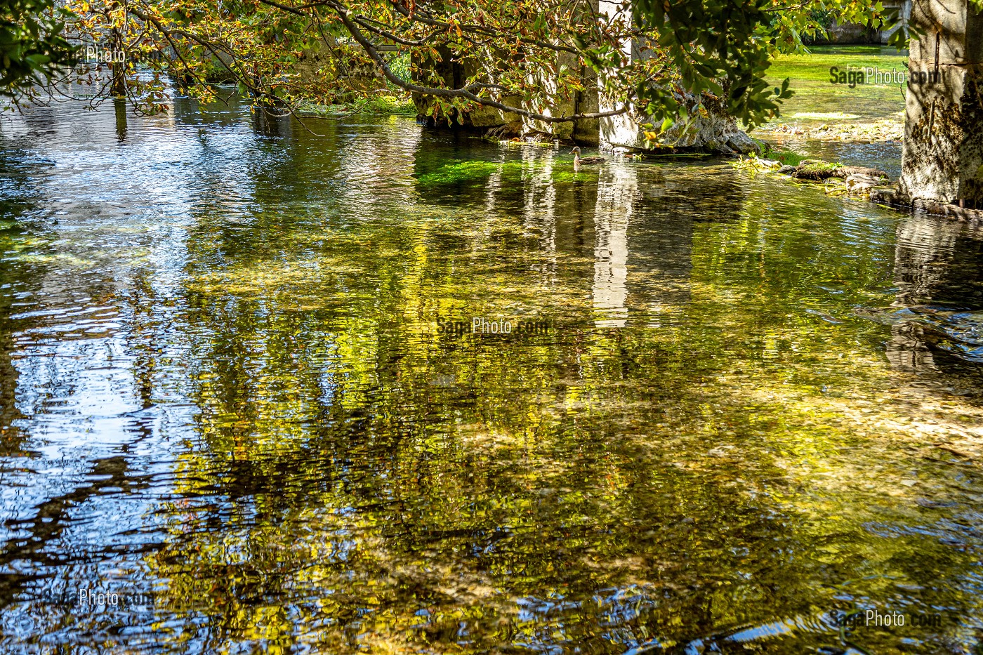 LES EAUX TRANSPARENTES ET PURES DE LA SORGUE, FONTAINE-DE-VAUCLUSE, FRANCE 