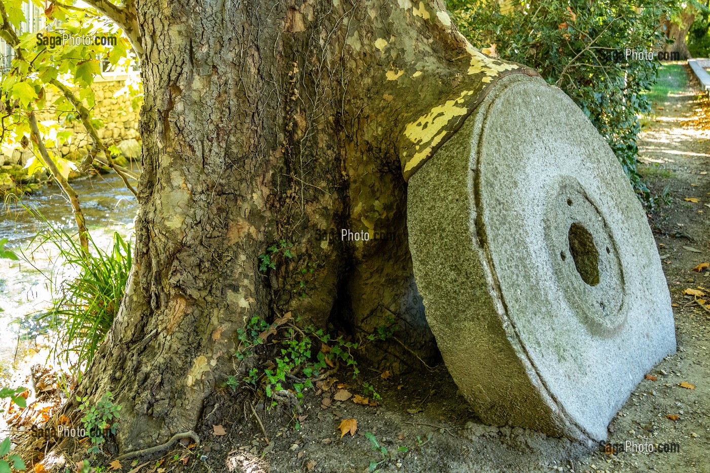 MEULE DE PIERRE SE FAISANT AVALER PAR UN PLATANE QUANT LA NATURE REPREND SES DROITS, RIVIERE LA SORGUE, FONTAINE-DE-VAUCLUSE, FRANCE 