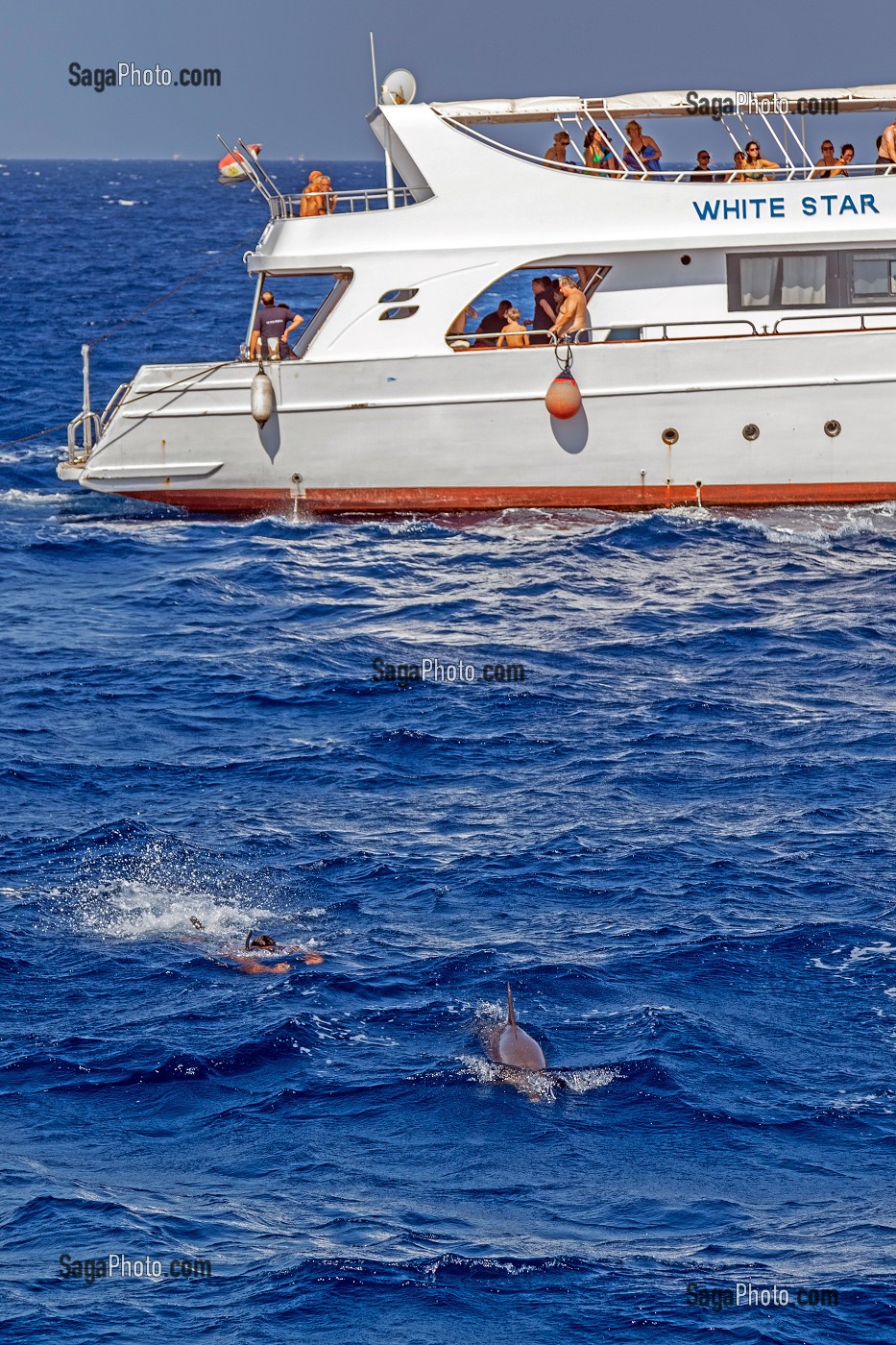 PLONGEE AVEC LES DAUPHINS, MASQUE ET TUBA EN MER ROUGE, HURGHADA, EGYPTE, AFRIQUE 