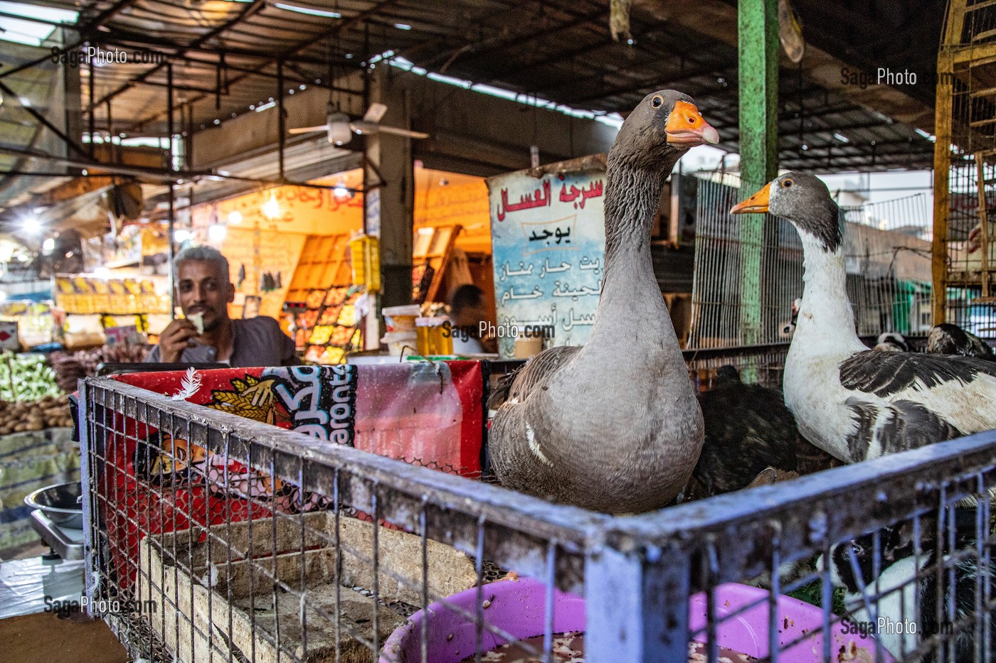 LES OIES, COMMERCE DE VOLAILLES DANS LA RUE FACE AU MARCHE EL DAHAR, QUARTIER POPULAIRE DE LA VIEILLE VILLE, HURGHADA, EGYPTE, AFRIQUE 