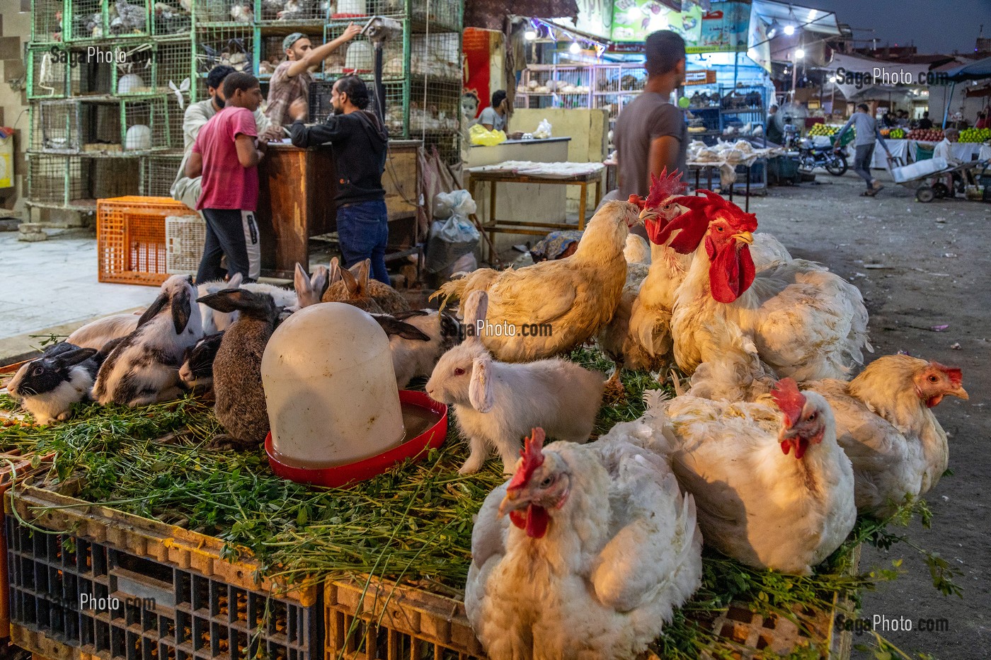 POULES ET LAPINS, COMMERCE DE VOLAILLES DANS LA RUE FACE AU MARCHE EL DAHAR, QUARTIER POPULAIRE DE LA VIEILLE VILLE, HURGHADA, EGYPTE, AFRIQUE 