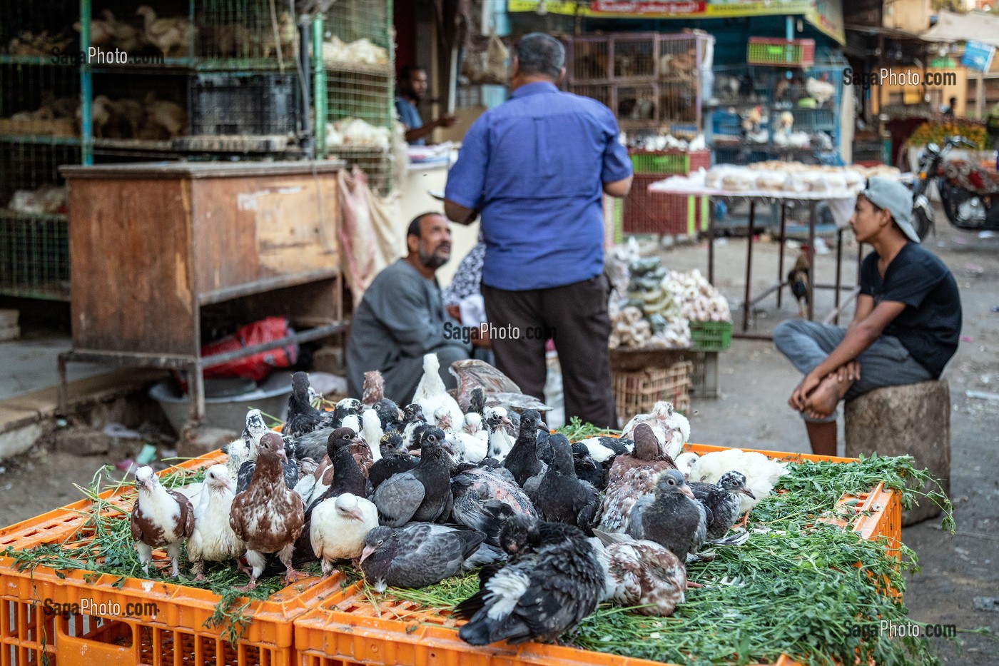 PIGEONS, COMMERCE DE VOLAILLES DANS LA RUE FACE AU MARCHE EL DAHAR, QUARTIER POPULAIRE DE LA VIEILLE VILLE, HURGHADA, EGYPTE, AFRIQUE 