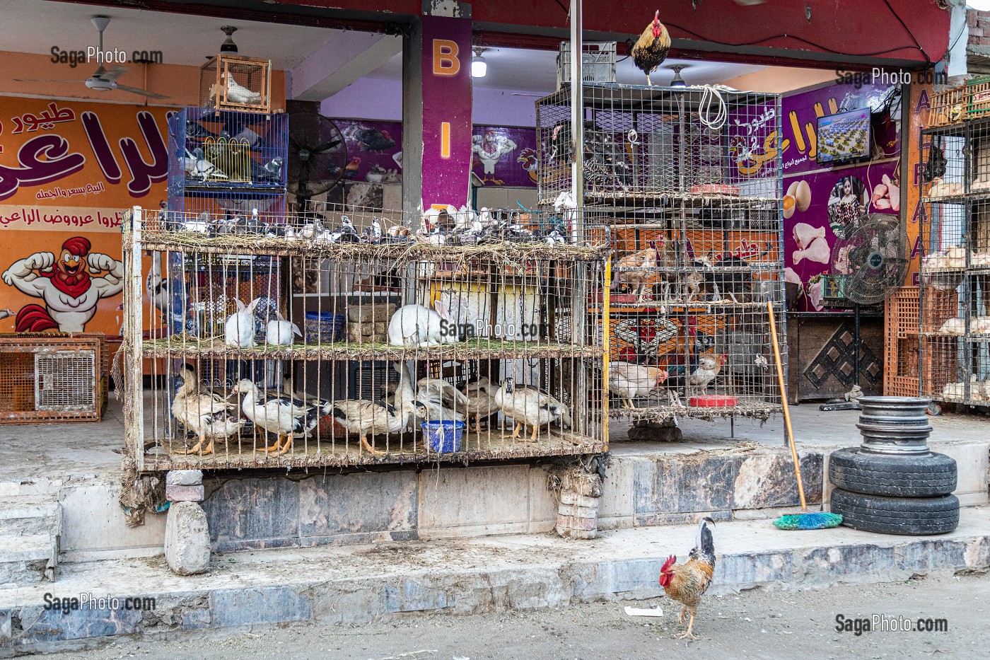 POULES ET POULETS, COMMERCE DE VOLAILLES DANS LA RUE FACE AU MARCHE EL DAHAR, QUARTIER POPULAIRE DE LA VIEILLE VILLE, HURGHADA, EGYPTE, AFRIQUE 