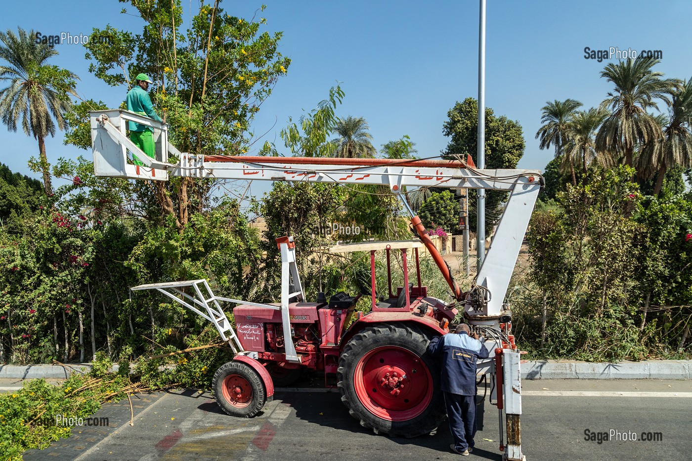 ENTRETIEN DES ROUTES, TAILLE DES ARBRES SUR UNE NACELLE, EL ASHI, LOUXOR, EGYPTE, AFRIQUE 