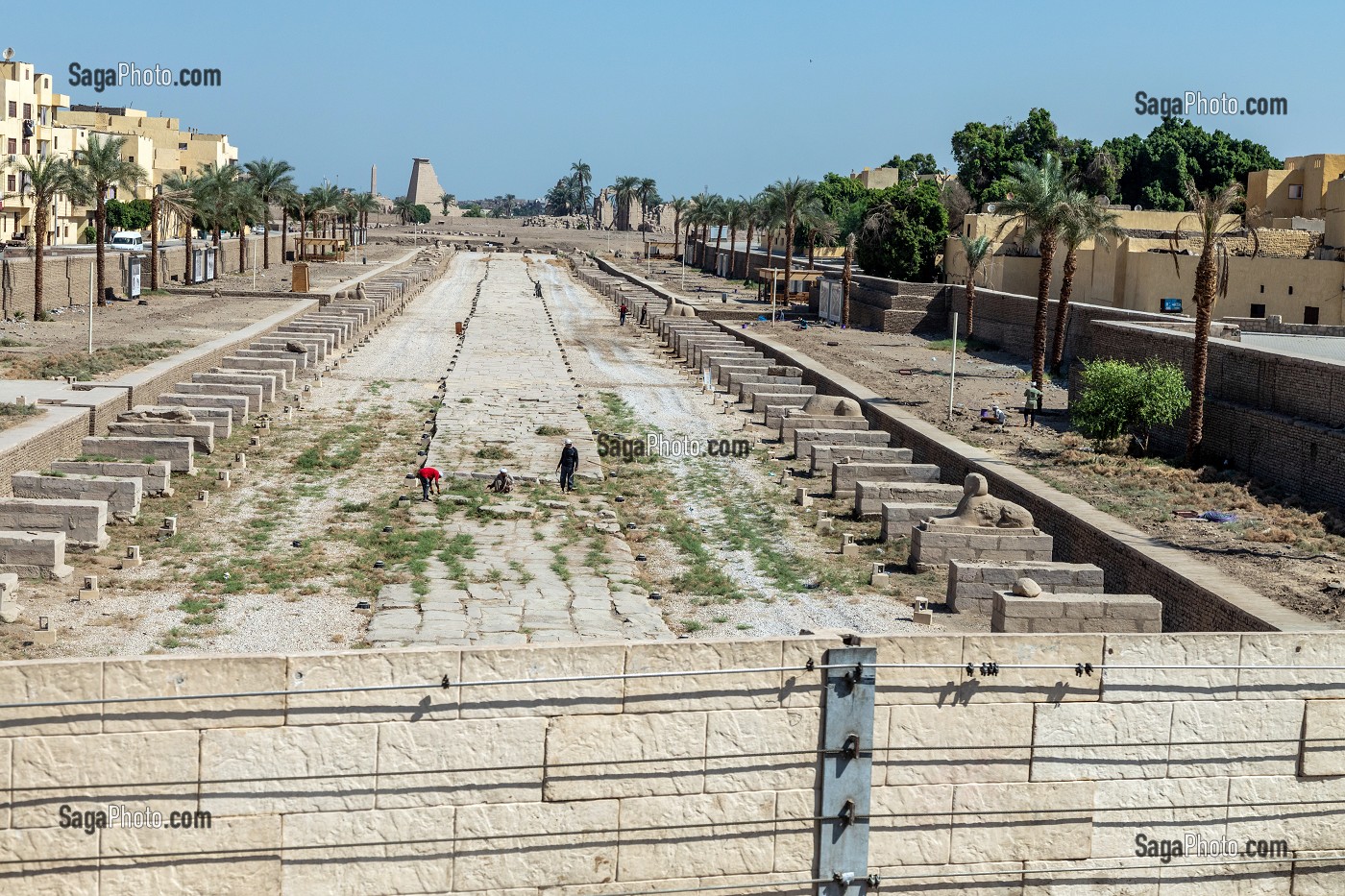 ALLEE DES SPHINX QUI RELIE LE TEMPLE D'AMON A CELUI DE KARNAK, LONGUE DE 3 KM, LOUXOR, EGYPTE, AFRIQUE 