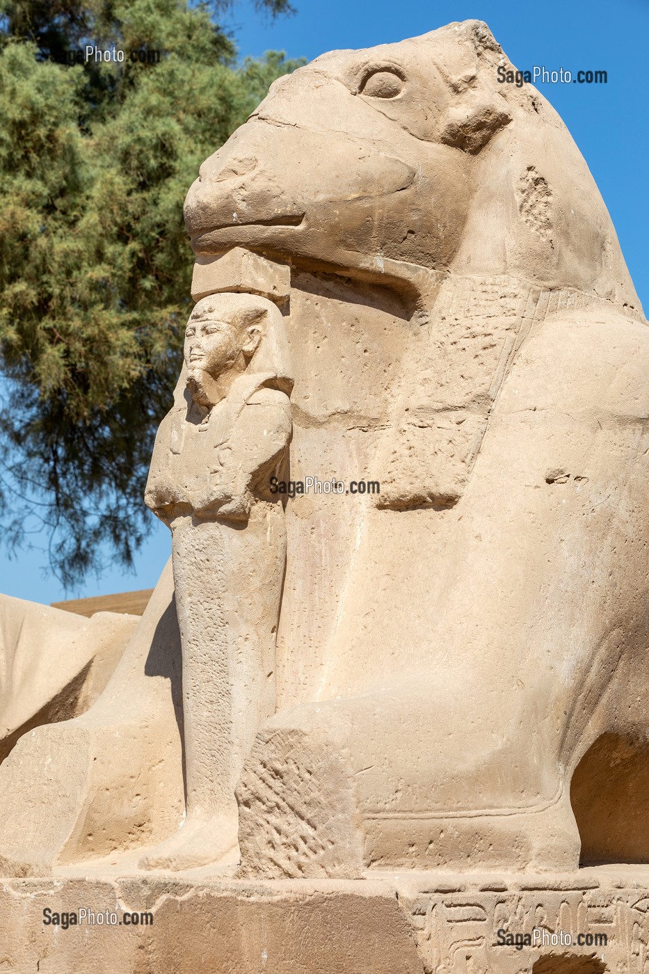 DROMOS ALLEE DE SPHINX A TETE DE LION, ENTREE DU TEMPLE DE KARNAK, SITE DE L'EGYPTE ANTIQUE DE LA XIII EME DYNASTIE, PATRIMOINE MONDIAL DE L'UNESCO, LOUXOR, EGYPTE, AFRIQUE 