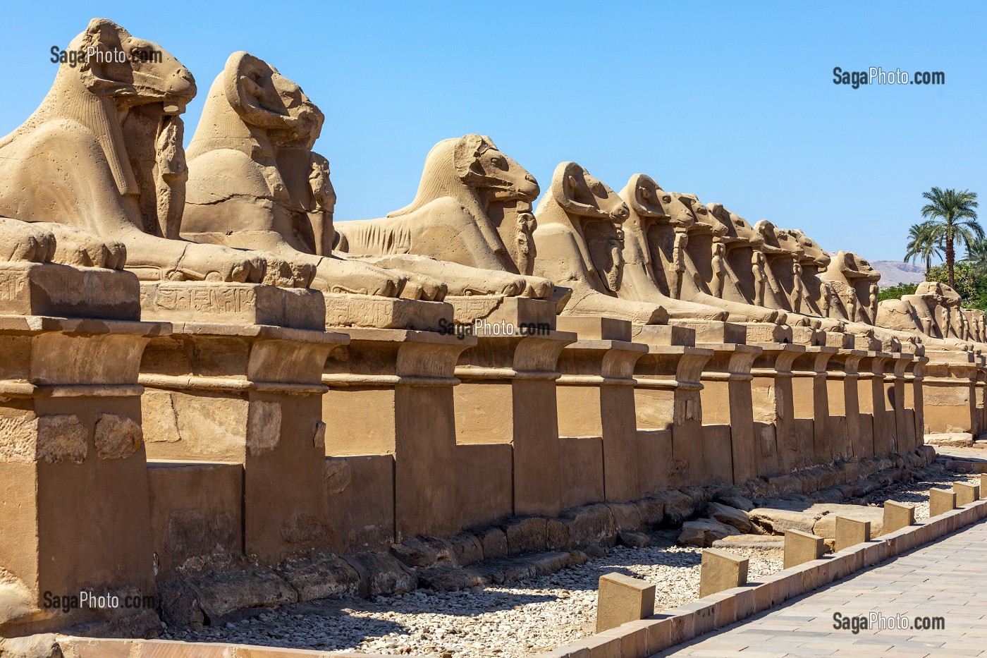 DROMOS ALLEE DE SPHINX A TETE DE LION, ENTREE DU TEMPLE DE KARNAK, SITE DE L'EGYPTE ANTIQUE DE LA XIII EME DYNASTIE, PATRIMOINE MONDIAL DE L'UNESCO, LOUXOR, EGYPTE, AFRIQUE 