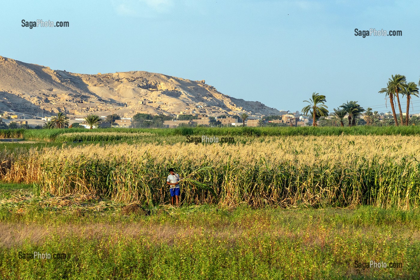 CULTURE DE MAIS DANS LA VALLEE DES ROIS, LOUXOR, EGYPTE, AFRIQUE 