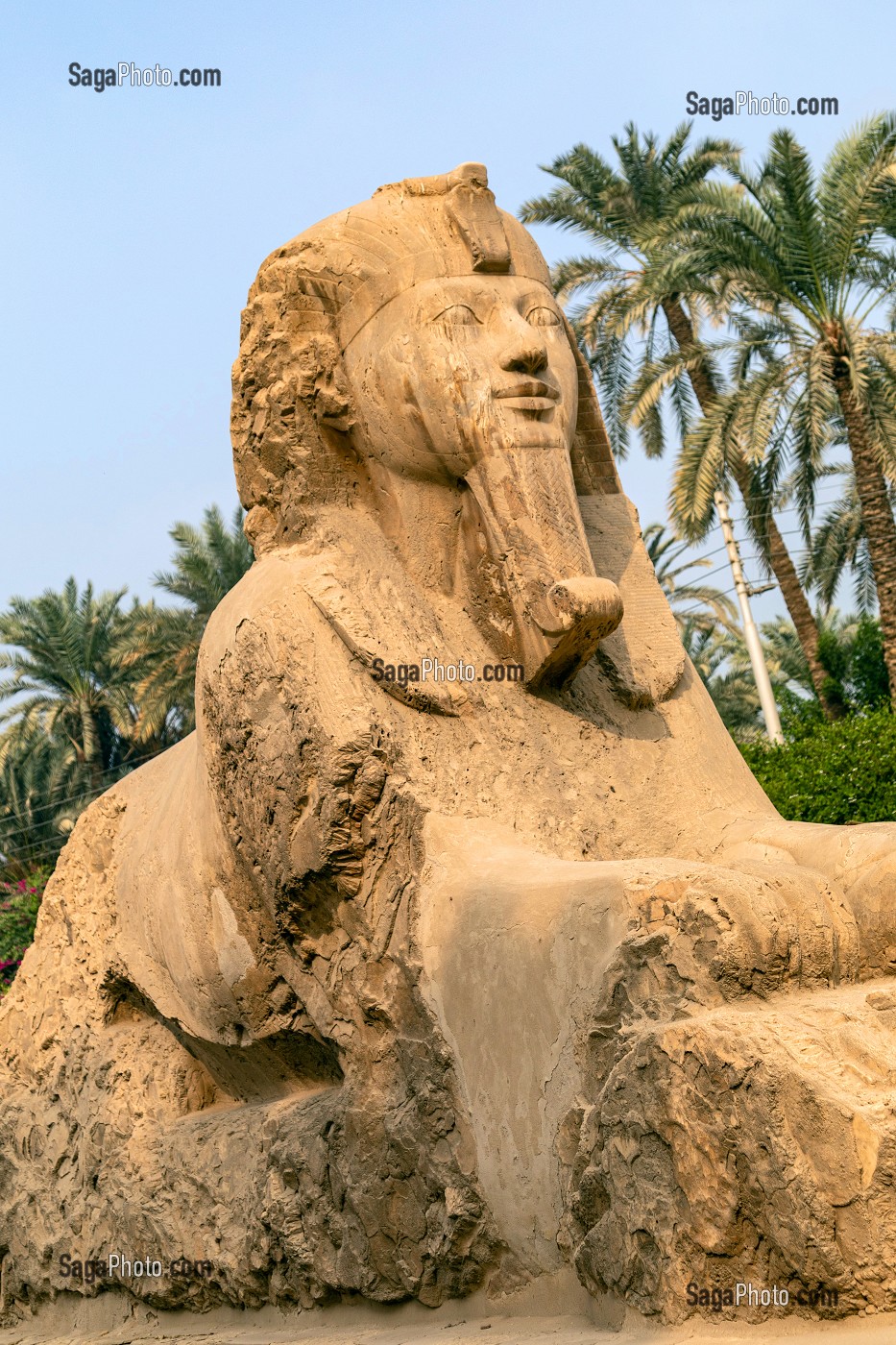 SPHINX D'ALBATRE DE MEMPHIS PLUS GRANDE SCULPTURE CONNU EN ALBATRE, MUSEE EN PLEIN AIR DE MIT RAHINA, CLASSE AU PATRIMOINE MONDIAL DE L'UNESCO, LE CAIRE, EGYPTE, AFRIQUE 