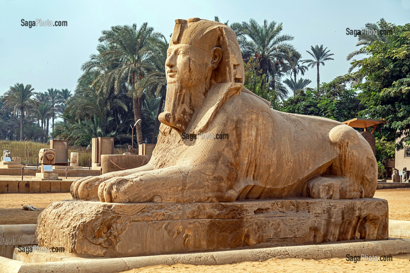 SPHINX D'ALBATRE DE MEMPHIS PLUS GRANDE SCULPTURE CONNU EN ALBATRE, MUSEE EN PLEIN AIR DE MIT RAHINA, CLASSE AU PATRIMOINE MONDIAL DE L'UNESCO, LE CAIRE, EGYPTE, AFRIQUE 