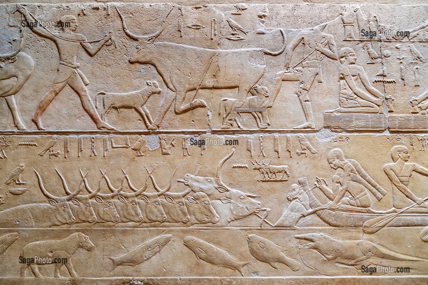 TRAVAIL A LA FERME AVEC L'ELEVAGE DES BETES ET LA PECHE DES POISSONS, TRAITE DU LAIT DE VACHE, BAS-RELIEF DU MASTABA DE KAGEMNI, VIZIR DU PHARAON TETI DE LA IV EME DYNASTIE, NECROPOLE DE SAQQARAH, EGYPTE, AFRIQUE 