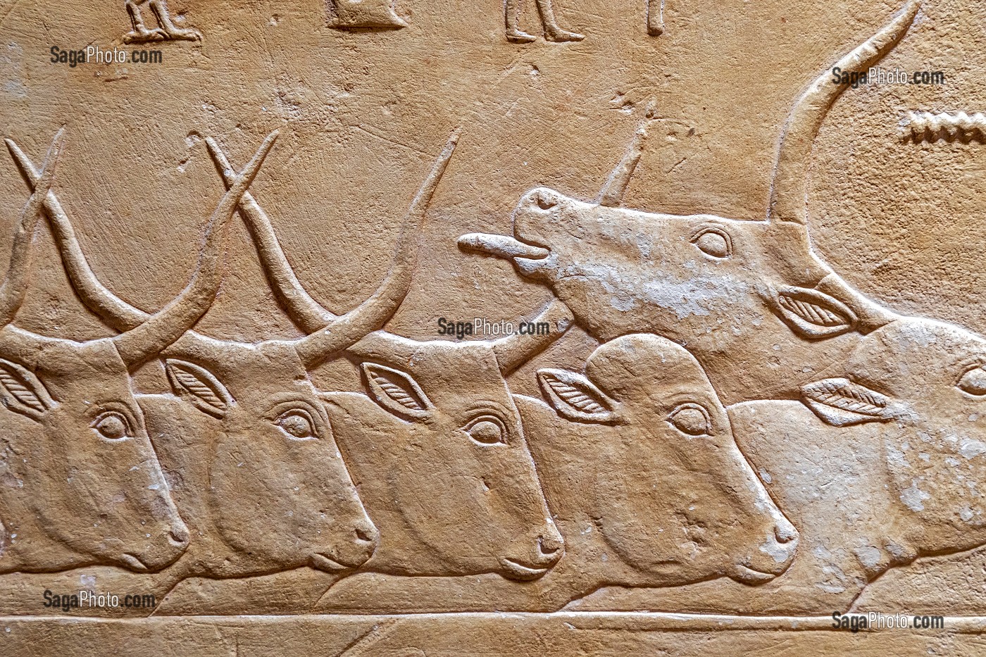 ELEVAGE AVEC LE TROUPEAU DE VACHES, BAS-RELIEF DU MASTABA DE KAGEMNI, VIZIR DU PHARAON TETI DE LA IV EME DYNASTIE, NECROPOLE DE SAQQARAH, REGION DE MEMPHIS ANCIENNE CAPITALE DE L'EGYPTE ANTIQUE, LE CAIRE, EGYPTE, AFRIQUE 