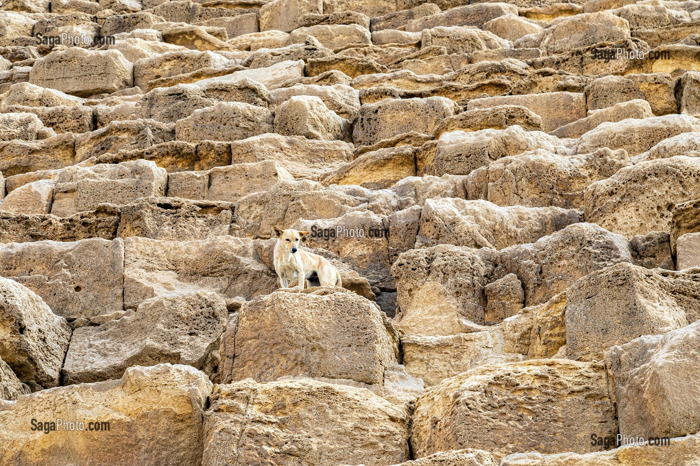 CHIEN ERRANT SUR LA PYRAMIDE DE KHEOPS, LA PLUS GRANDE DE TOUTES LES PYRAMIDES, LE CAIRE, EGYPTE, AFRIQUE 