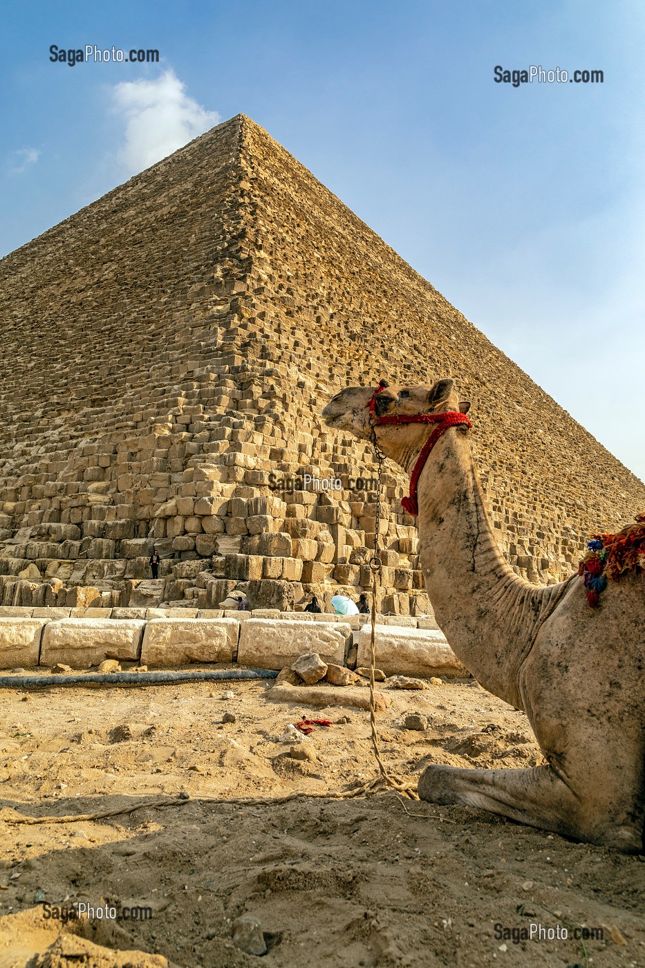 DROMADAIRE DEVANT LA PYRAMIDE DE KHEOPS, LA PLUS GRANDE DE TOUTES LES PYRAMIDES, LE CAIRE, EGYPTE, AFRIQUE 