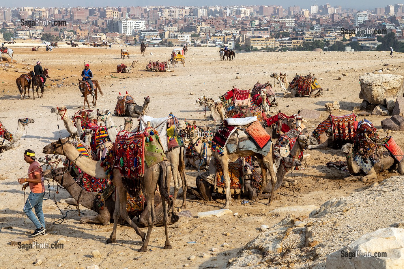 CAMP DES DROMADAIRES POUR LES BALADES DES TOURISTES AU PIED DES PYRAMIDES DE GIZEH, LE CAIRE, EGYPTE, AFRIQUE 