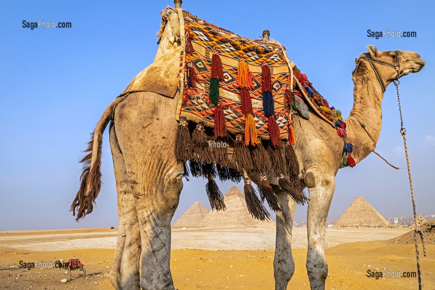 DROMADAIRE DEVANT LES PYRAMIDES DE GIZEH, LE CAIRE, EGYPTE, AFRIQUE 