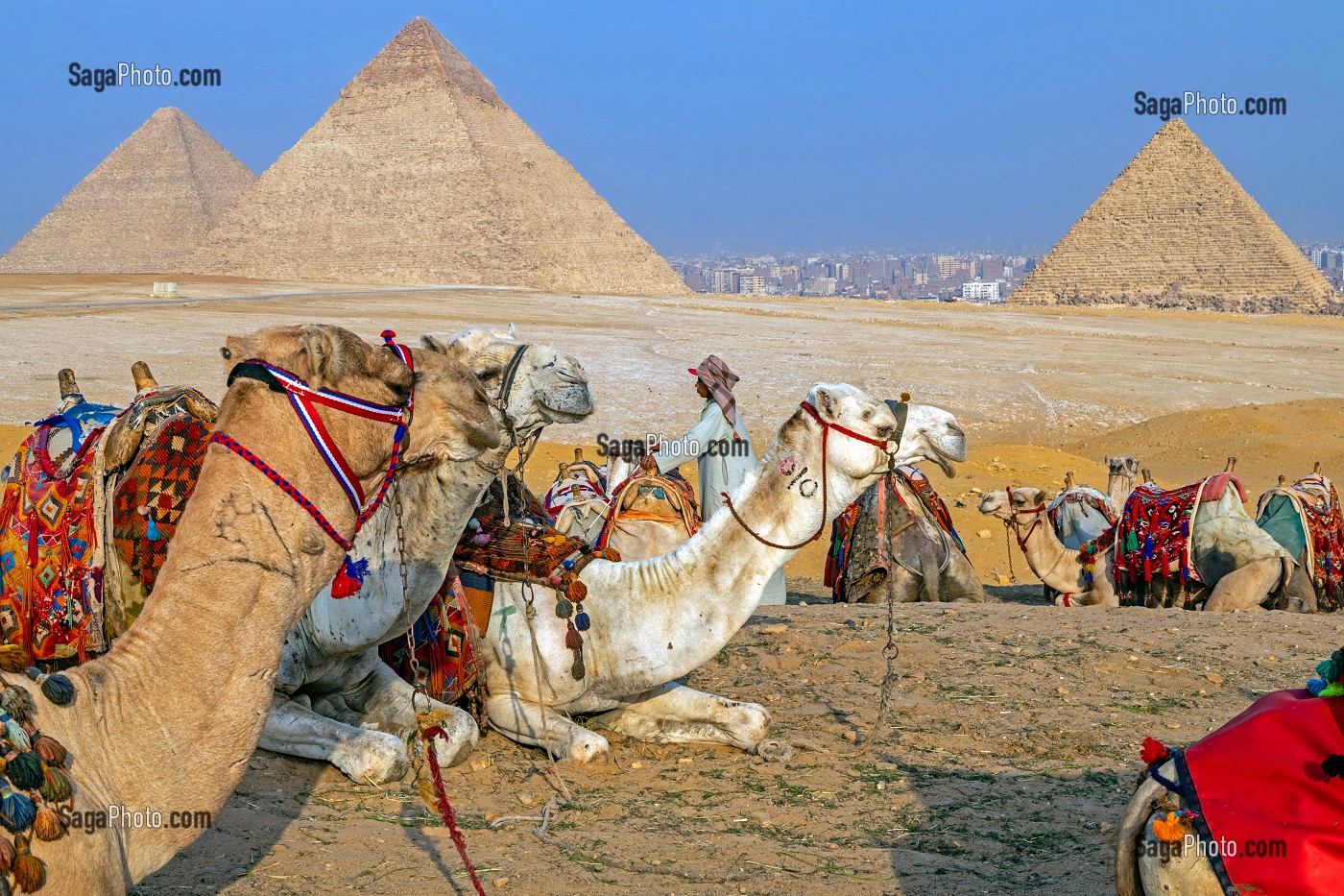 DROMADAIRE DEVANT LES PYRAMIDES DE GIZEH, LE CAIRE, EGYPTE, AFRIQUE 