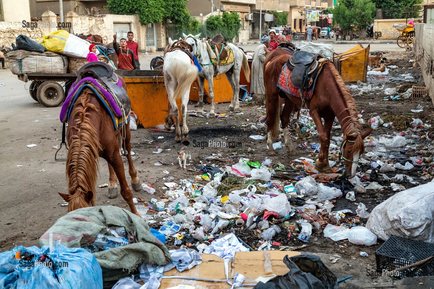 CHEVAUX SE NOURRISSANT DANS LES DECHARGES DE LA VILLE AU PIED DES PYRAMIDES DE GIZEH, LE CAIRE, EGYPTE, AFRIQUE 