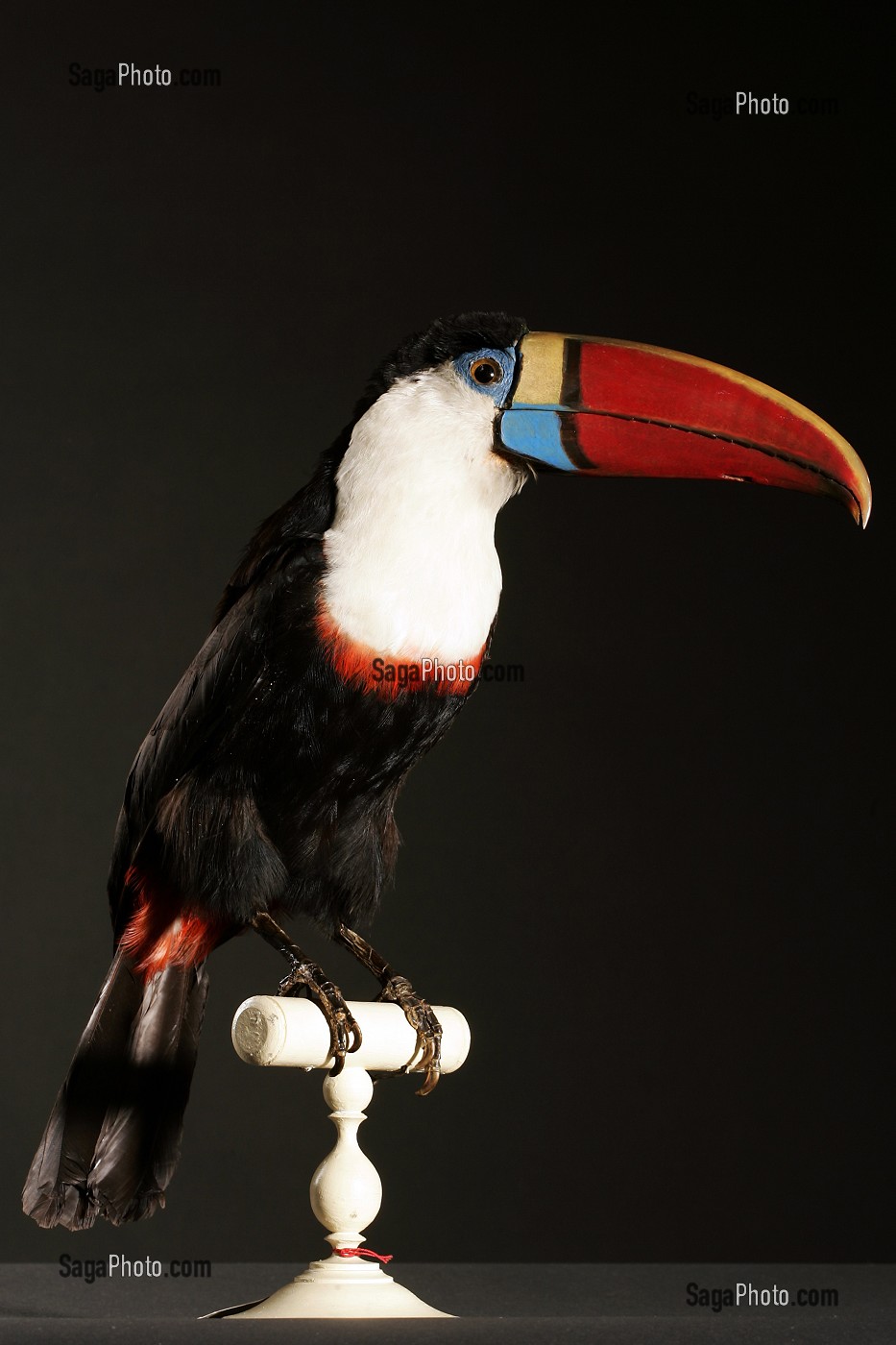 TOUCAN ARIEL, MUSEUM D'HISTOIRE NATURELLE DE ROUEN, SEINE-MARITIME (76), FRANCE 