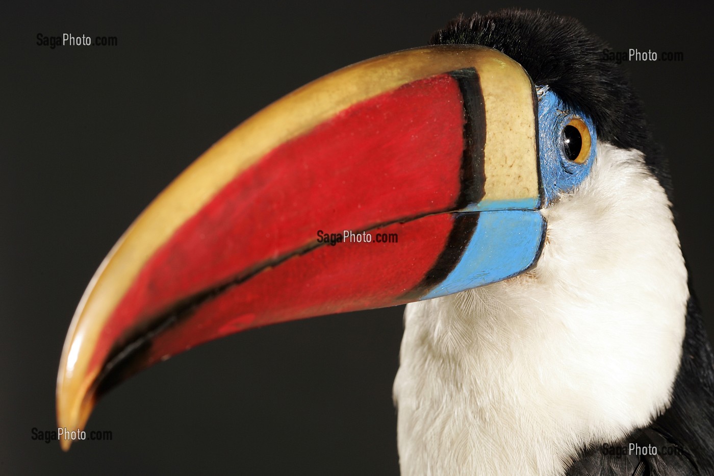 TETE DE TOUCAN ARIEL, MUSEUM D'HISTOIRE NATURELLE DE ROUEN, SEINE-MARITIME (76), FRANCE 