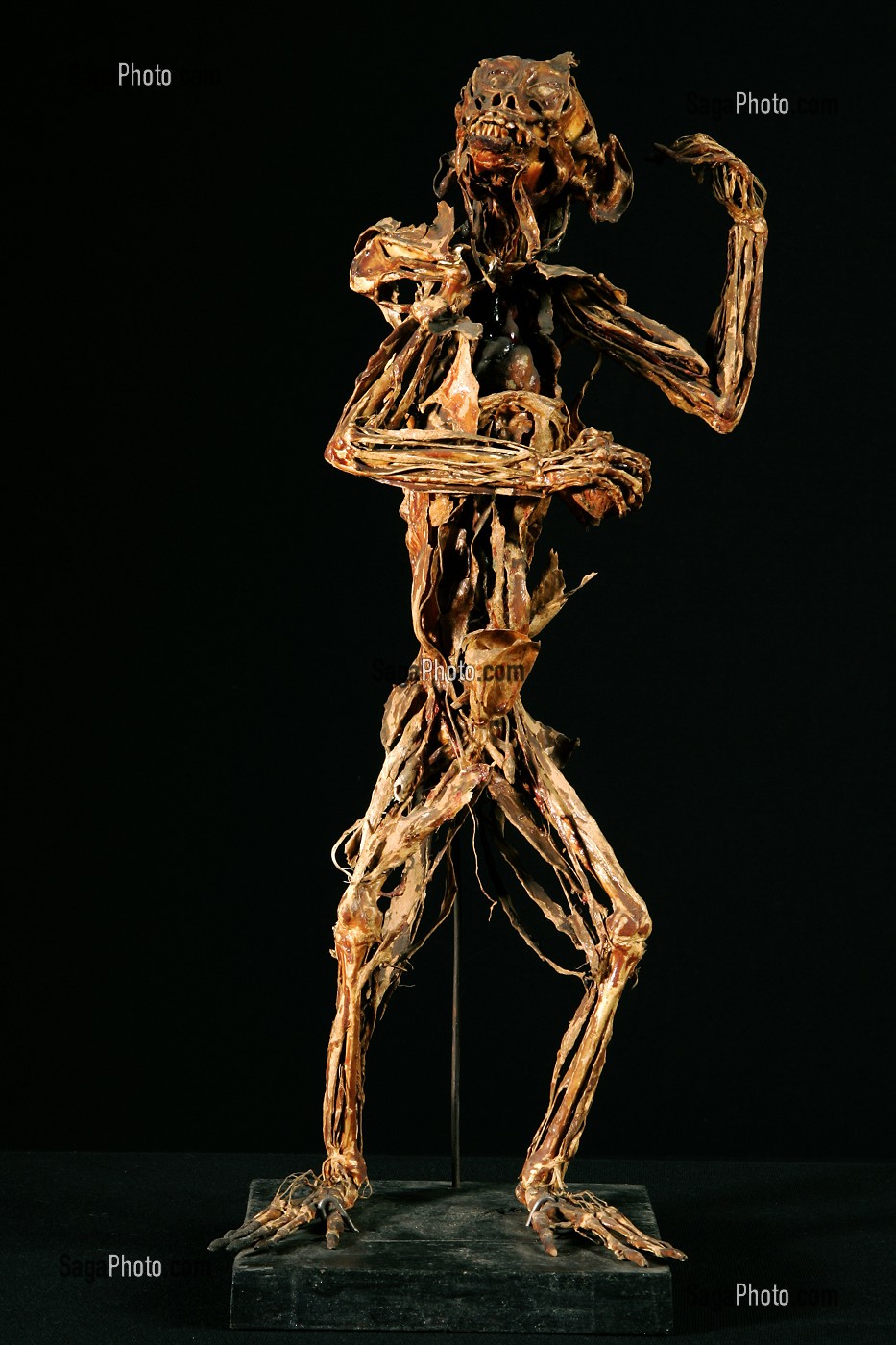 SINGE VERT TENANT UNE NOIX, ECORCHE DE HONORE FRAGONARD, FIN XVIII EME, MUSEE FRAGONARD, ECOLE NATIONALE VETERINAIRE D'ALFORT, MAISONS-ALFORT, VAL-DE-MARNE (94), FRANCE 