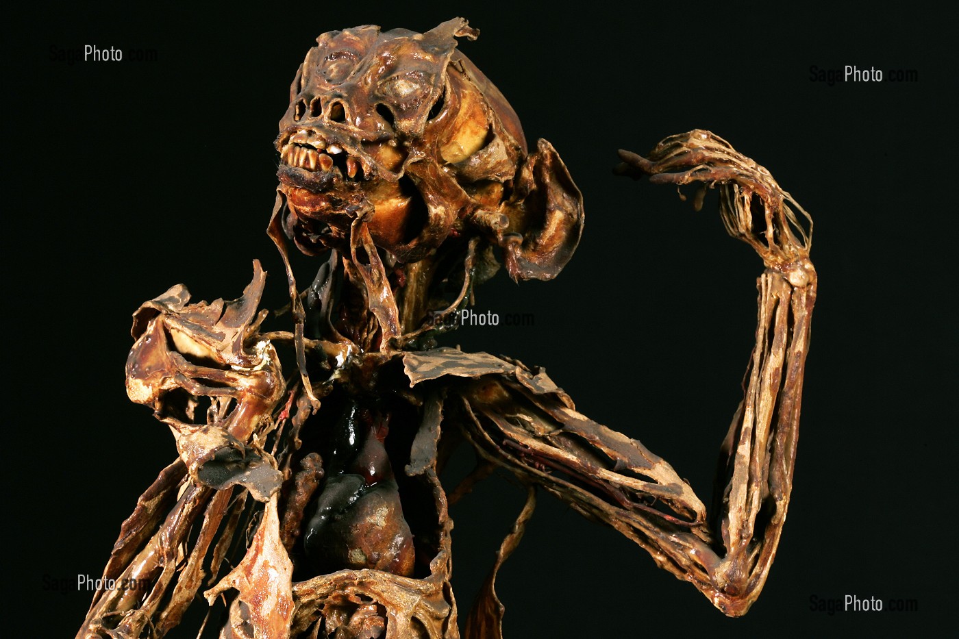 SINGE VERT TENANT UNE NOIX, ECORCHE DE HONORE FRAGONARD, FIN XVIII EME, MUSEE FRAGONARD, ECOLE NATIONALE VETERINAIRE D'ALFORT, MAISONS-ALFORT, VAL-DE-MARNE (94), FRANCE 