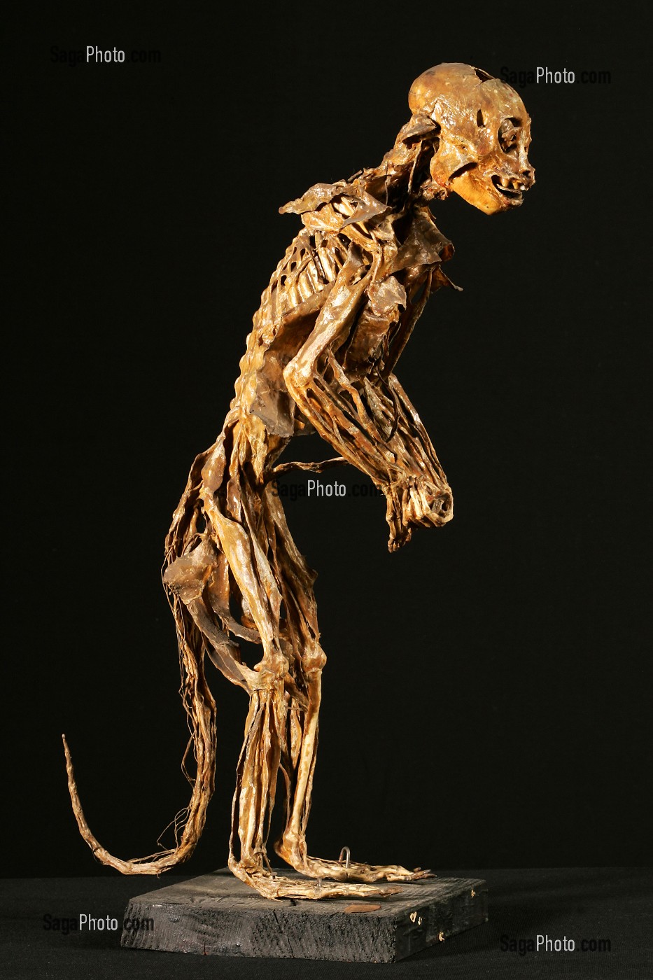 SINGE VERT APPLAUDISSANT, ECORCHE DE HONORE FRAGONARD, FIN XVIII EME, MUSEE FRAGONARD, ECOLE NATIONALE VETERINAIRE D'ALFORT, MAISONS-ALFORT, VAL-DE-MARNE (94), FRANCE 