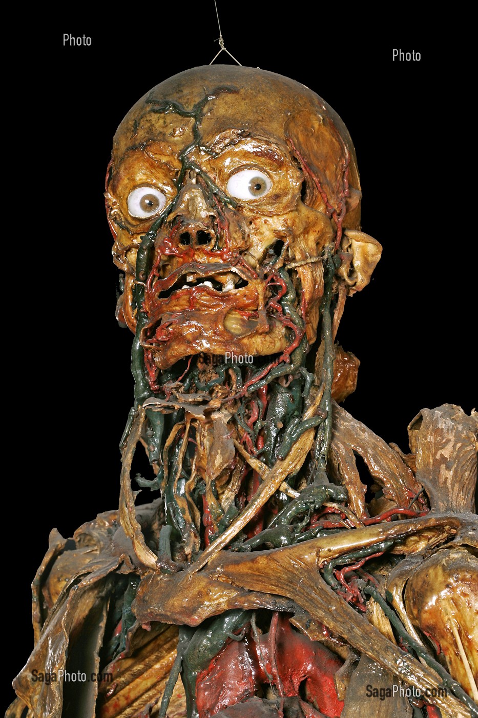 L'HOMME A LA MANDIBULE (DETAIL), ECORCHE DE HONORE FRAGONARD, FIN XVIII EME, MUSEE FRAGONARD, ECOLE NATIONALE VETERINAIRE D'ALFORT, MAISONS-ALFORT, VAL-DE-MARNE (94), FRANCE 