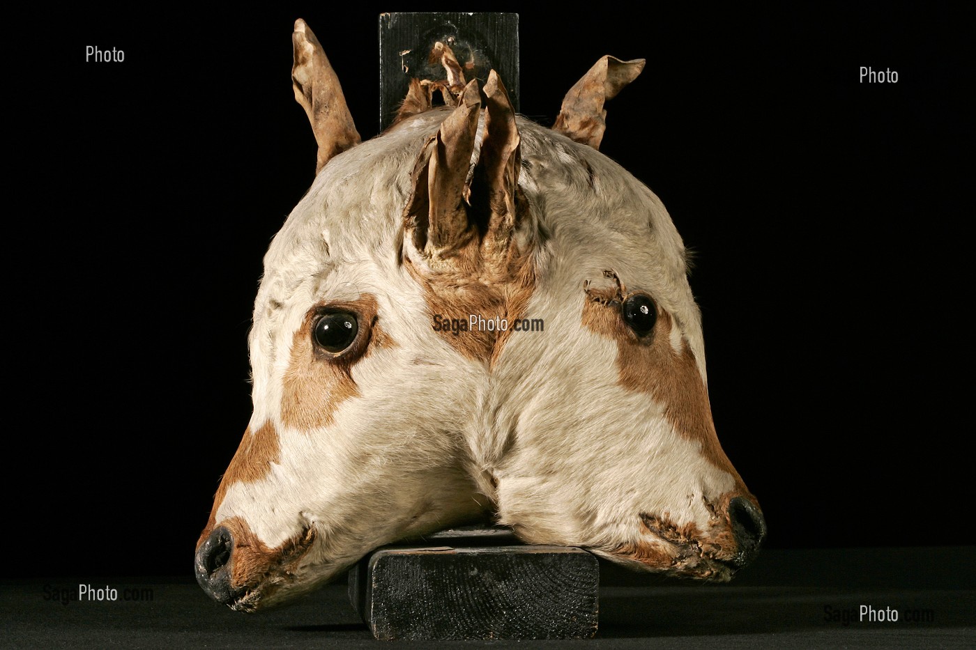 VEAUX JANUS A DEUX TETES NATURALISEES, MUSEE FRAGONARD, ECOLE NATIONALE VETERINAIRE D'ALFORT, MAISONS-ALFORT, VAL-DE-MARNE (94), FRANCE 