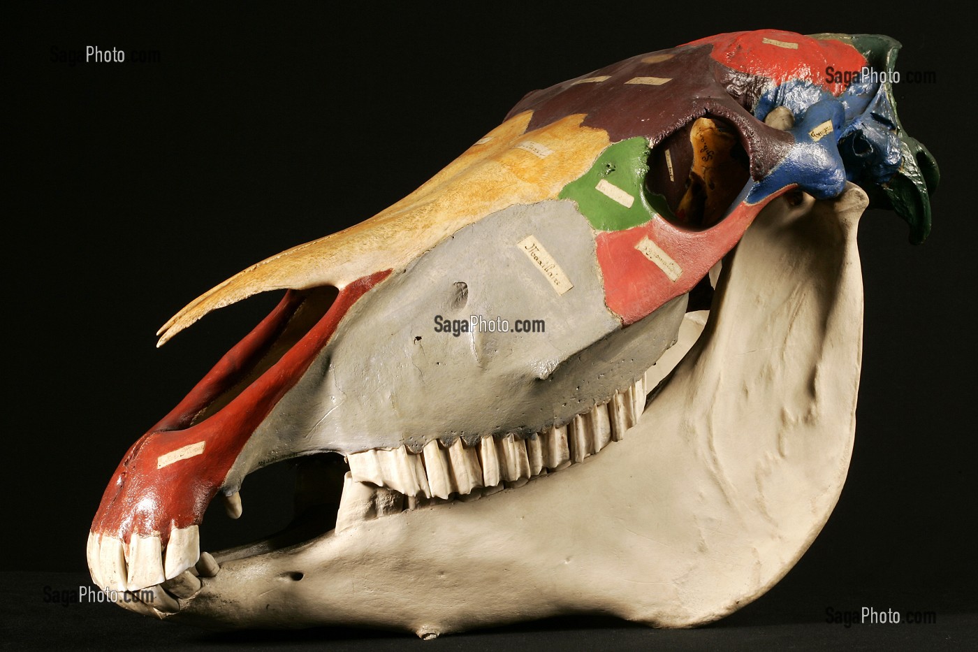 TETE DE CHEVAL PEINTE MONTRANT LES DIFFERENTS OS, MUSEE FRAGONARD, ECOLE NATIONALE VETERINAIRE D'ALFORT, MAISONS-ALFORT, VAL-DE-MARNE (94), FRANCE, MAISONS-ALFORT, VAL-DE-MARNE (94), FRANCE 