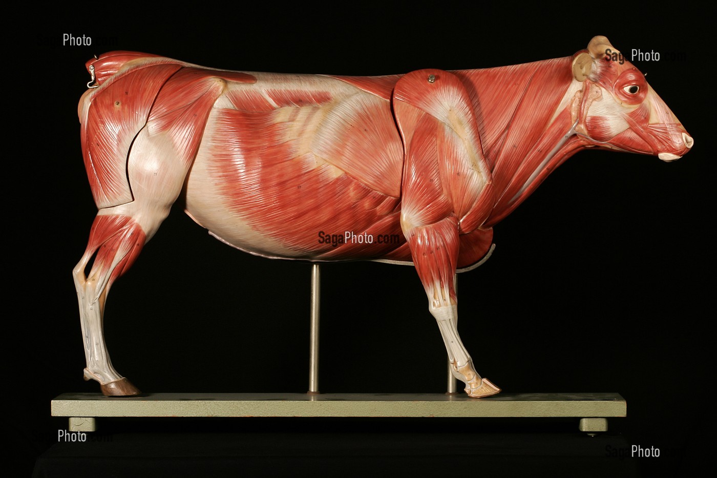MODELE DE L'ANATOMIE DE LA VACHE, LES MUSCLES, MUSEE FRAGONARD, ECOLE NATIONALE VETERINAIRE D'ALFORT, MAISONS-ALFORT, VAL-DE-MARNE (94), FRANCE 