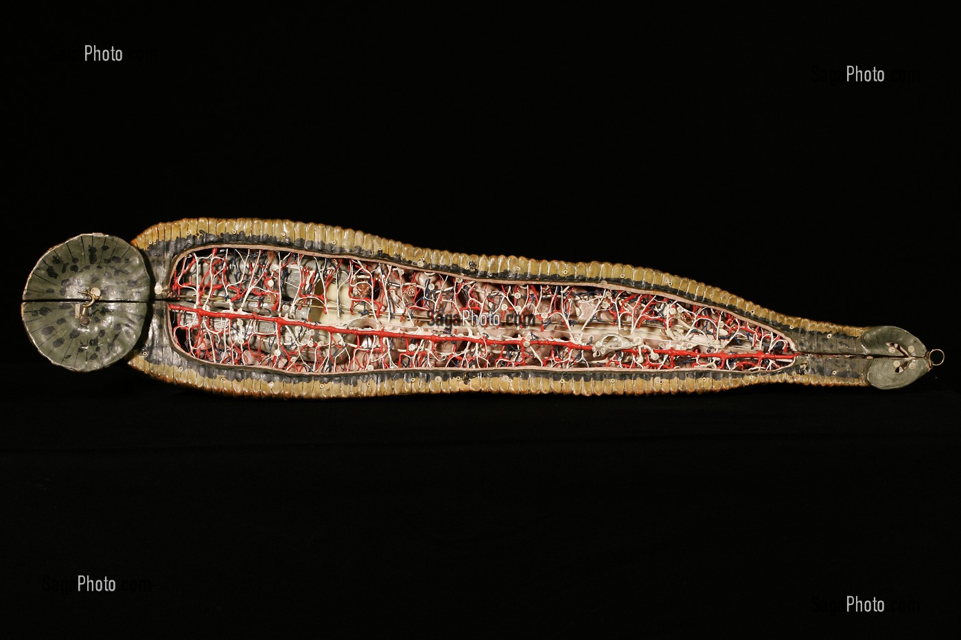 MODELE DE L'ANATOMIE DE LA SANGSUE PAR AUZOUX EN PAPIER MACHE, MUSEE FRAGONARD, ECOLE NATIONALE VETERINAIRE D'ALFORT, MAISONS-ALFORT, VAL-DE-MARNE (94), FRANCE 