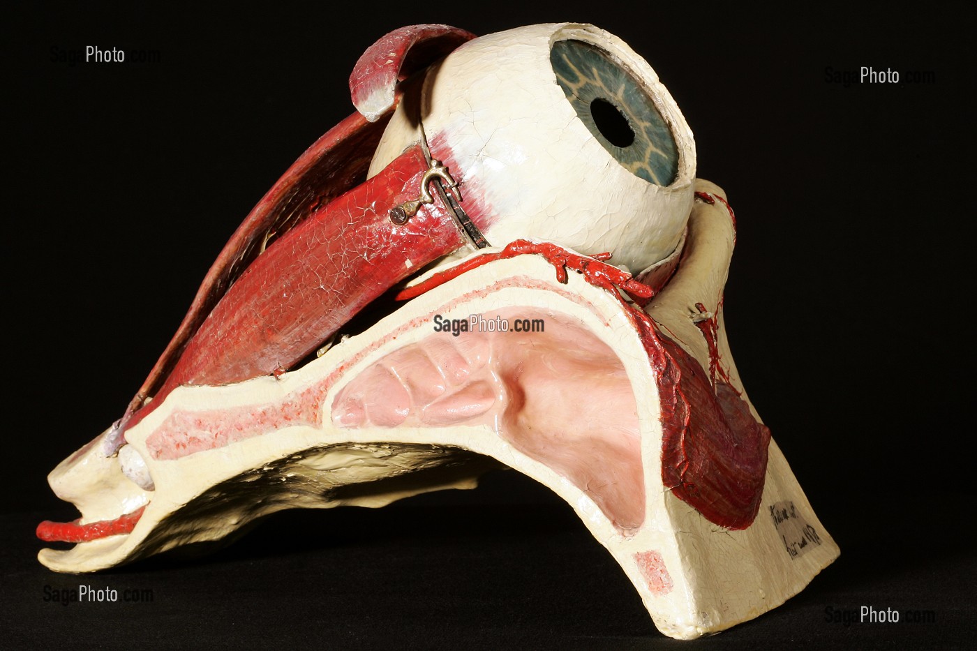 MODELE D'OEIL PAR AUZOUX EN PAPIER MACHE, MUSEE FRAGONARD, ECOLE NATIONALE VETERINAIRE D'ALFORT, MAISONS-ALFORT, VAL-DE-MARNE (94), FRANCE 