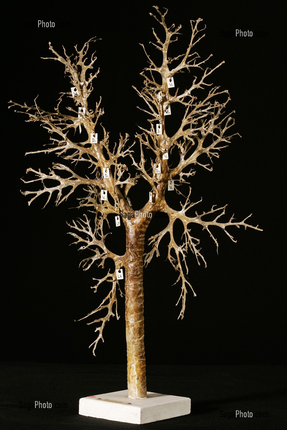 ARBRE BRONCHIQUE DU PORC, MUSEE FRAGONARD, ECOLE NATIONALE VETERINAIRE D'ALFORT, MAISONS-ALFORT, VAL-DE-MARNE (94), FRANCE 