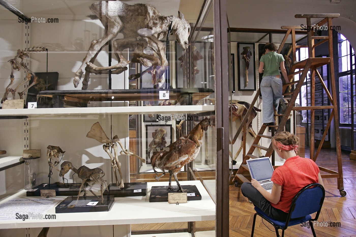 SCENE D'INVENTAIRE AU MUSEE, UNE FOIS PAR SIECLE, TOUTES LES PIECES SONT REPERTORIEES, MUSEE FRAGONARD, ECOLE NATIONALE VETERINAIRE D'ALFORT, MAISONS-ALFORT, VAL-DE-MARNE (94), FRANCE 